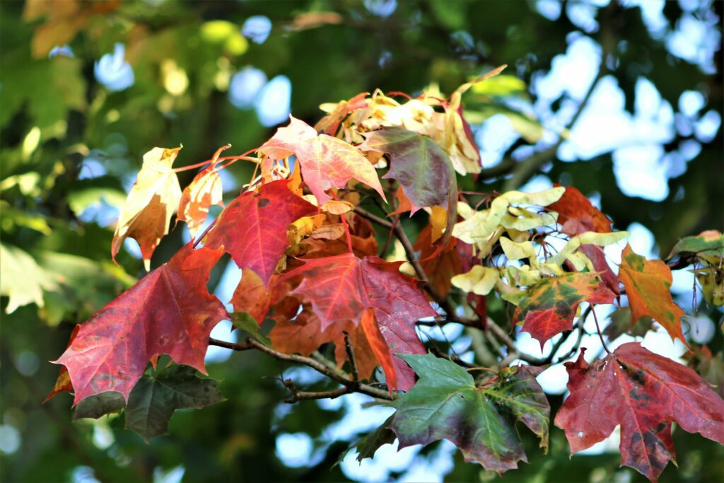 Efterårets fine farver