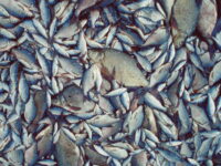 Brasen og skaller er nogle af de fisk, der skal fiskes op af Snesere Sø for at skabe en bedre biodiversitet og et bedre vandmiljø i søen. Foto: BioApp