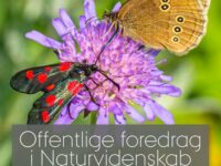 Populærvidenskabeligt foredrag om insekter