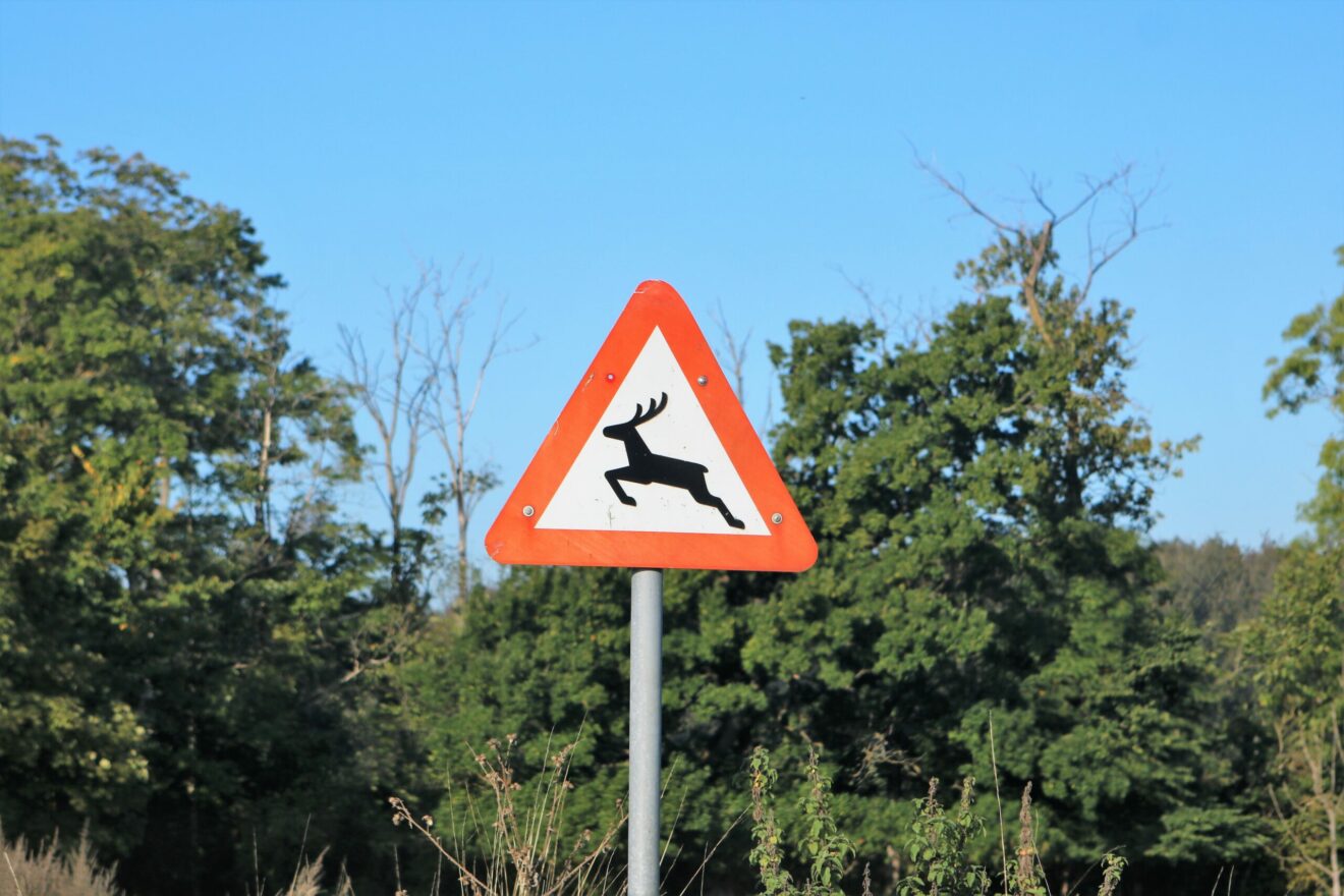 Pas på derude:  Hjorte køres ned på stribe